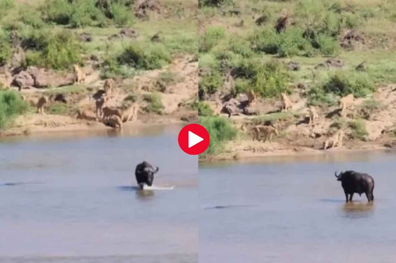 Viral Video: शेरों के झुंड के सामने बहादुरी ना चली, तो भैंस ने ऐसे दी चतुराई से मात