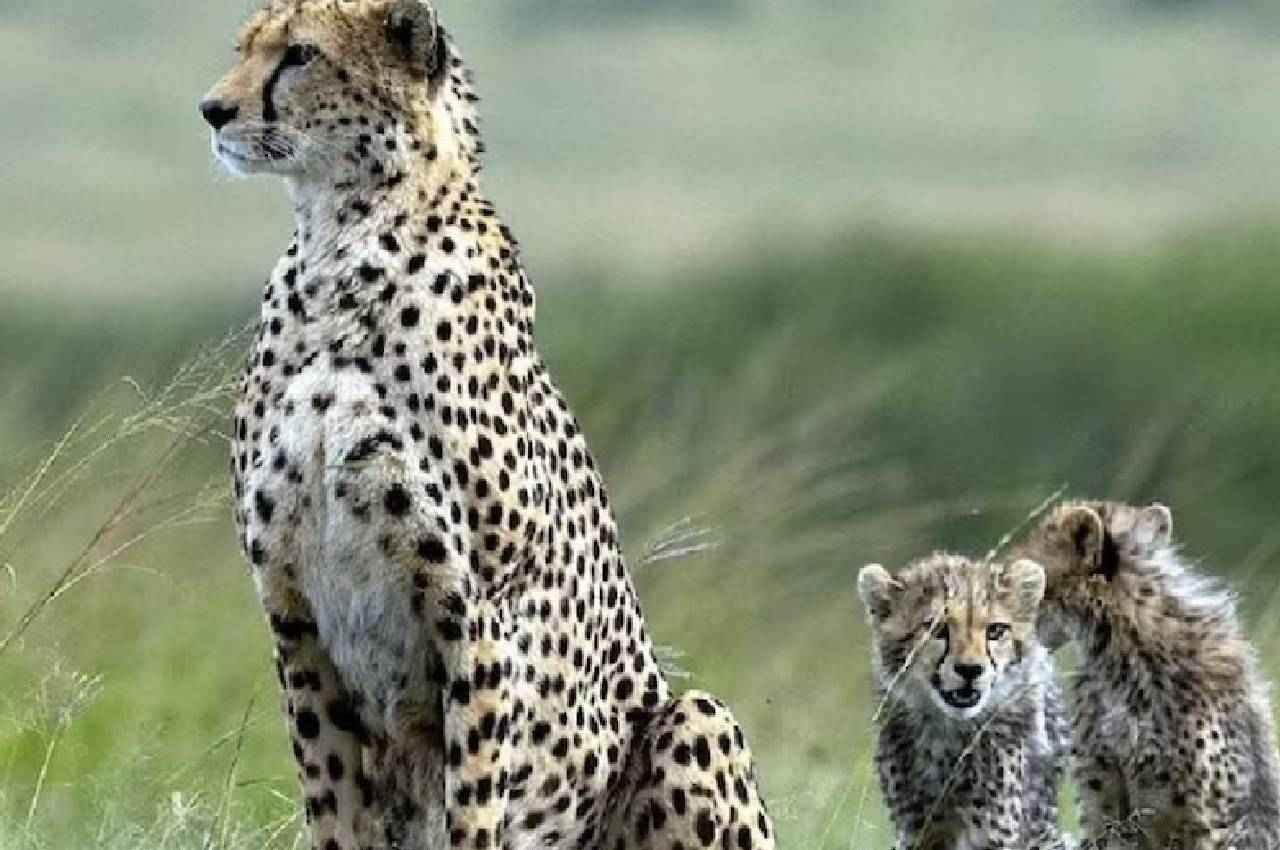 कूनो नेशनल पार्क में और बढ़ाई जाएगी चीतों की निगरानी, शिवराज सरकार ने इस वजह से लिया फैसला