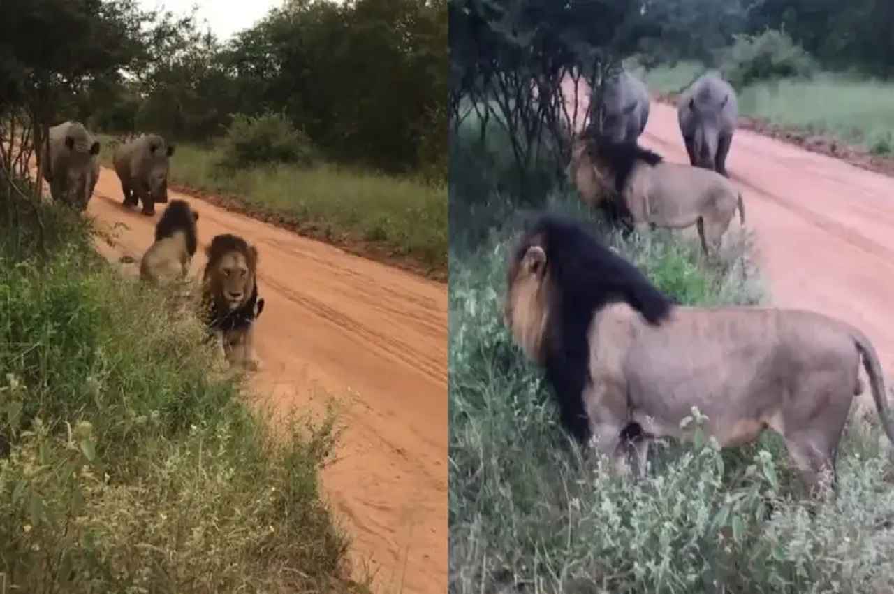 Viral Video: गैंडों के आने के बाद मौके से भागे शेर, इस वीडियो को देख सब हैरान