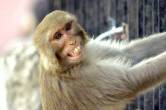 monkey caught in rajgarh