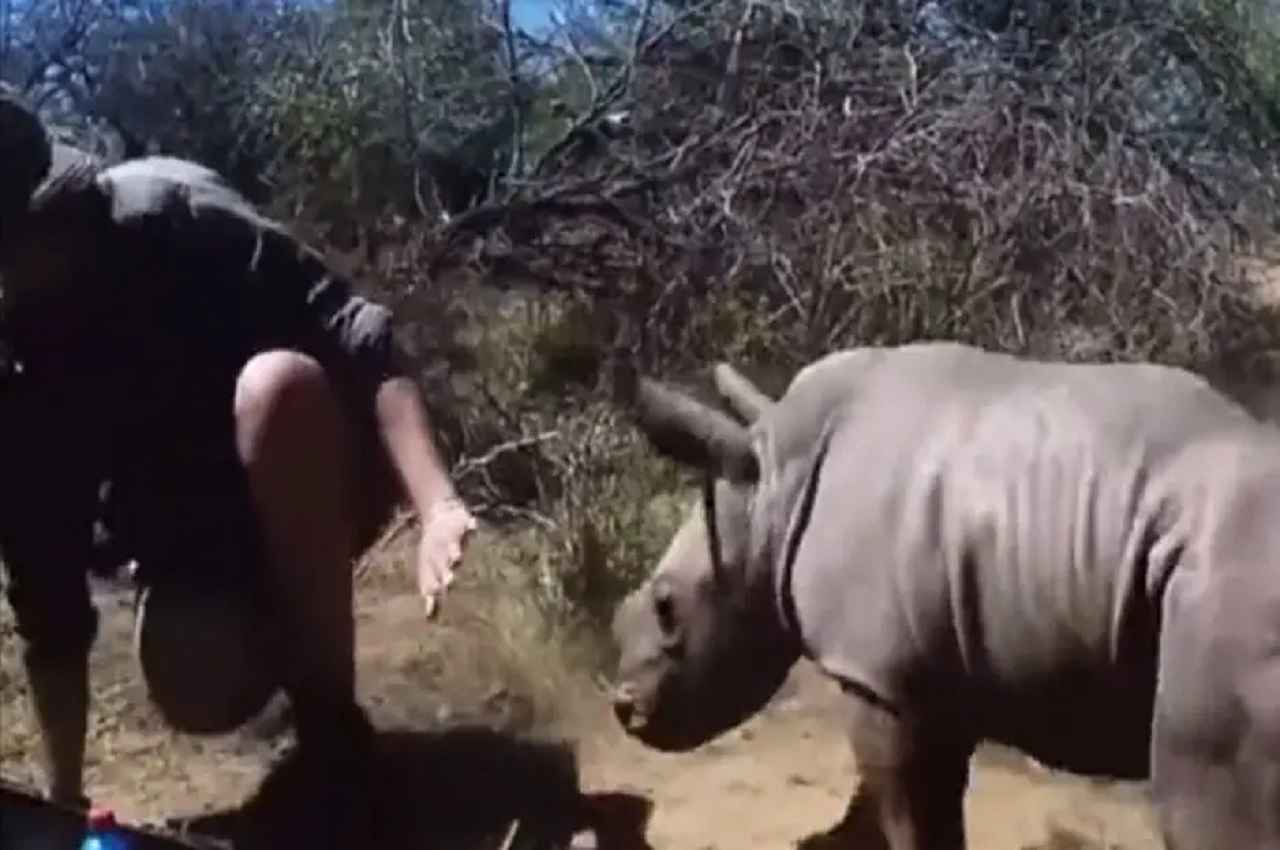 Viral Video: दिल को छू जाने वाला वीडियो, बेहोश मां के पास जाते लोगों के खिलाफ खड़ा हो गया बेबी राइनो