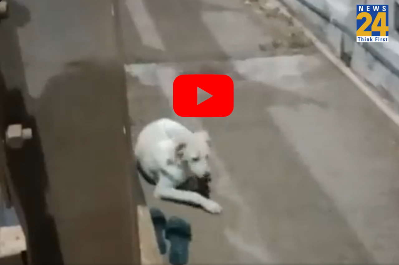 Andhra Pradesh Viral VIDEO Viral Video, Andhra Pradesh Dog, Godavari River, Suicide Case