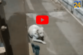 Viral Video, Andhra Pradesh Dog, Godavari River, Suicide Case