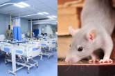 Badaun Medical College, Rats in Medical College, ICU, UP News, Viral News