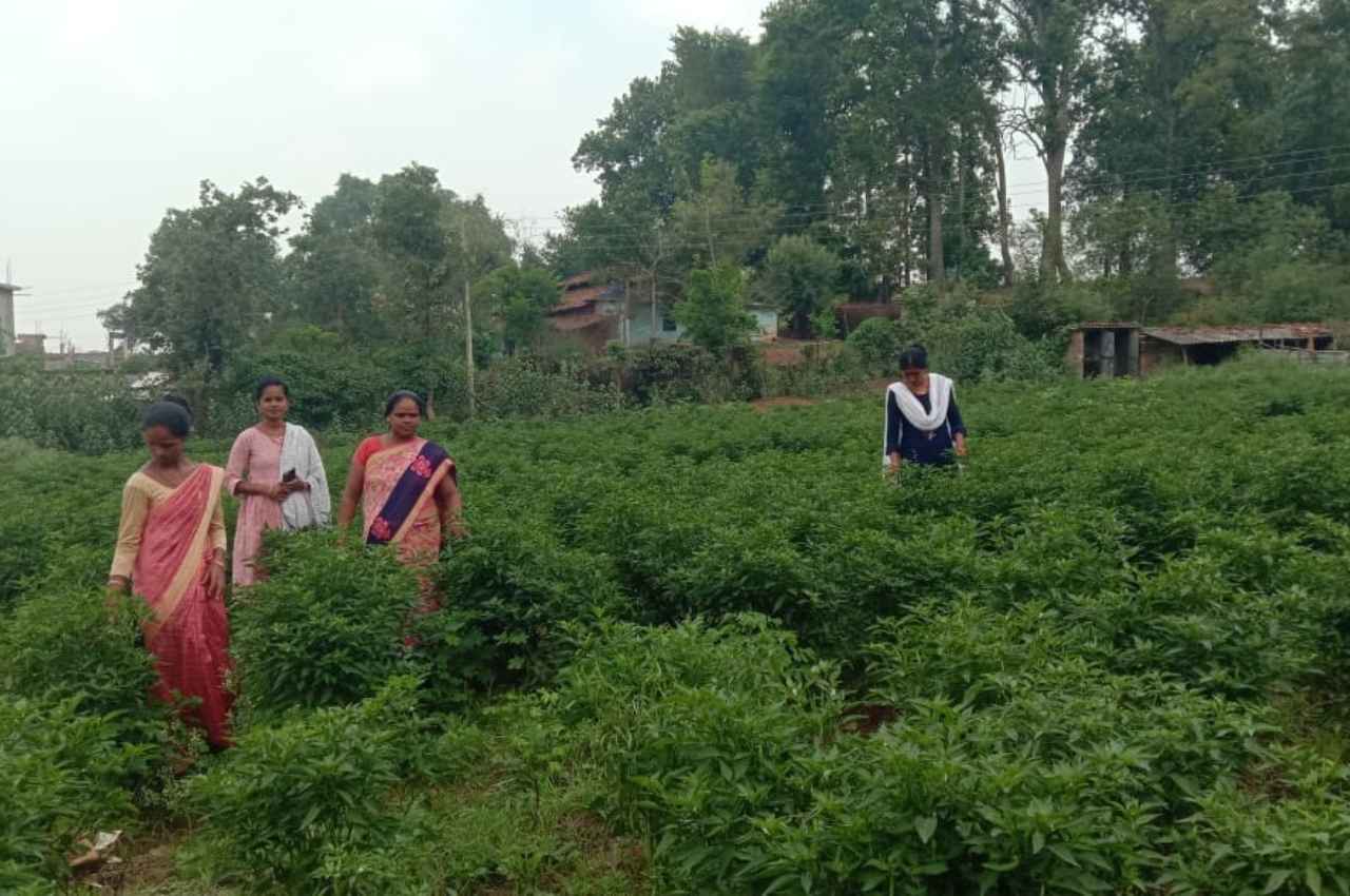 जशपुरनगर: मिर्च की खेती बनी आजीविका का स्रोत, उजाला स्व-सहायता समूह की महिलाओं की मिली नई उड़ान