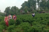 Chilli farming