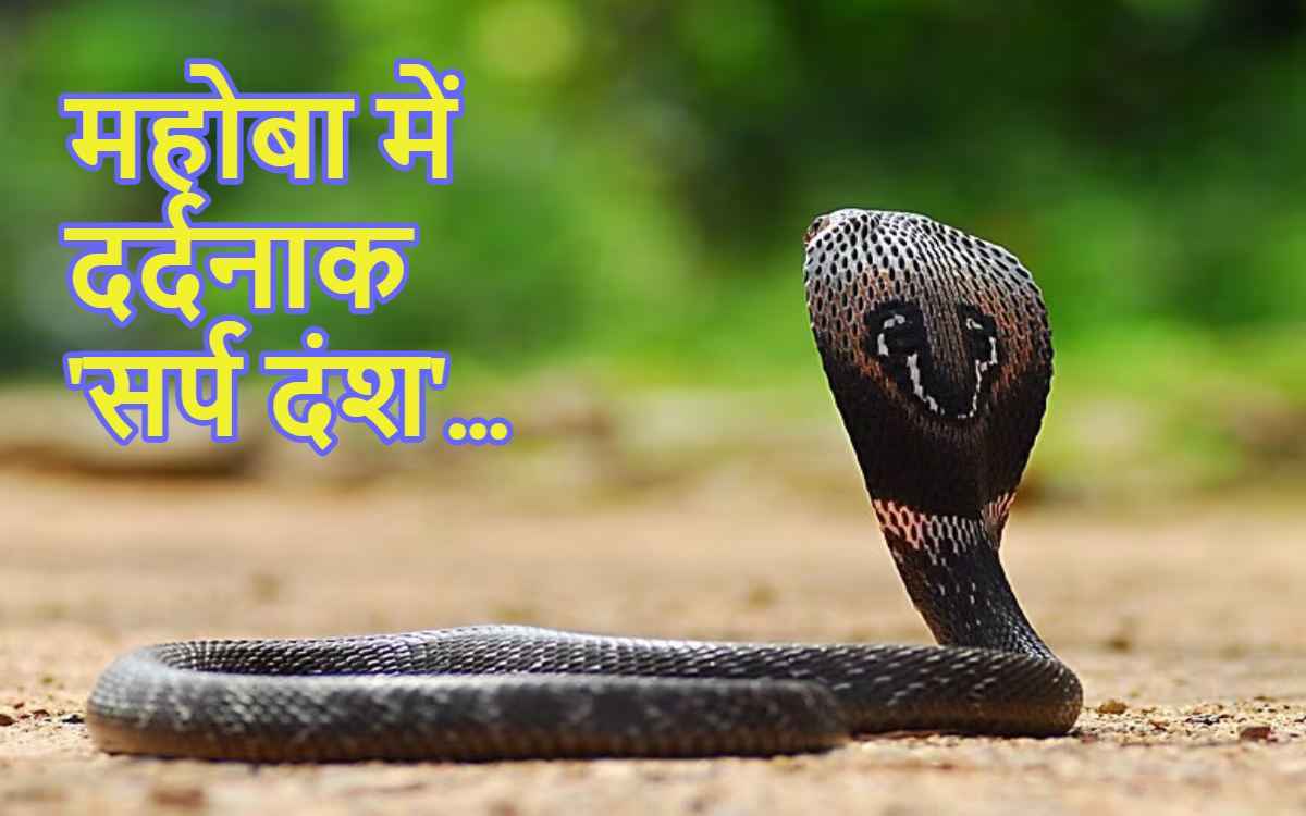 छत पर सो रहे 3 बच्चों को कोबरा ने डसा; दो की मौत, एक लड़ रही जिंदगी की जंग