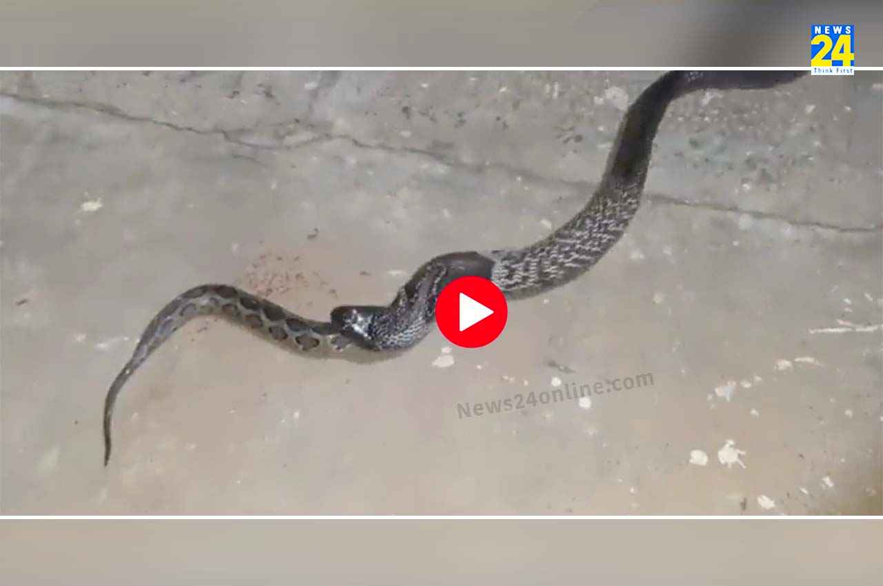 Viral Video: क्या कभी आपने अजगर को कोबरा को निगलते देखा है?