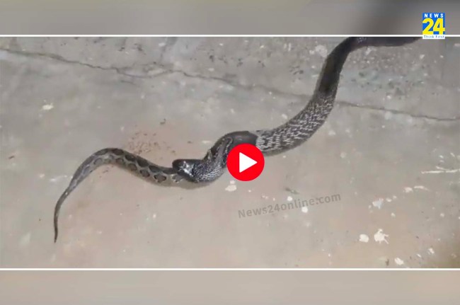 viral video python eats cobra viral video python eats cobra