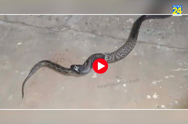 viral video python eats cobra