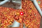 Tomato Viral Video