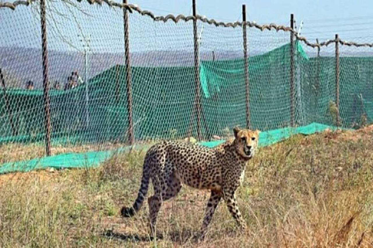 Kuno Cheetah Death