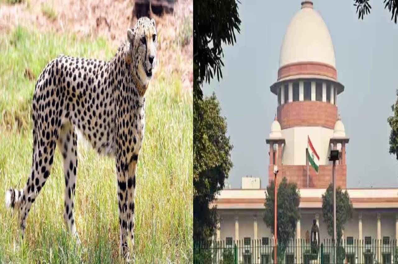सुप्रीम कोर्ट ने कूनो में चीतों की मौत पर जताई चिंता, कुछ चीतों को राजस्थान में शिफ्ट करने का दिया सुझाव