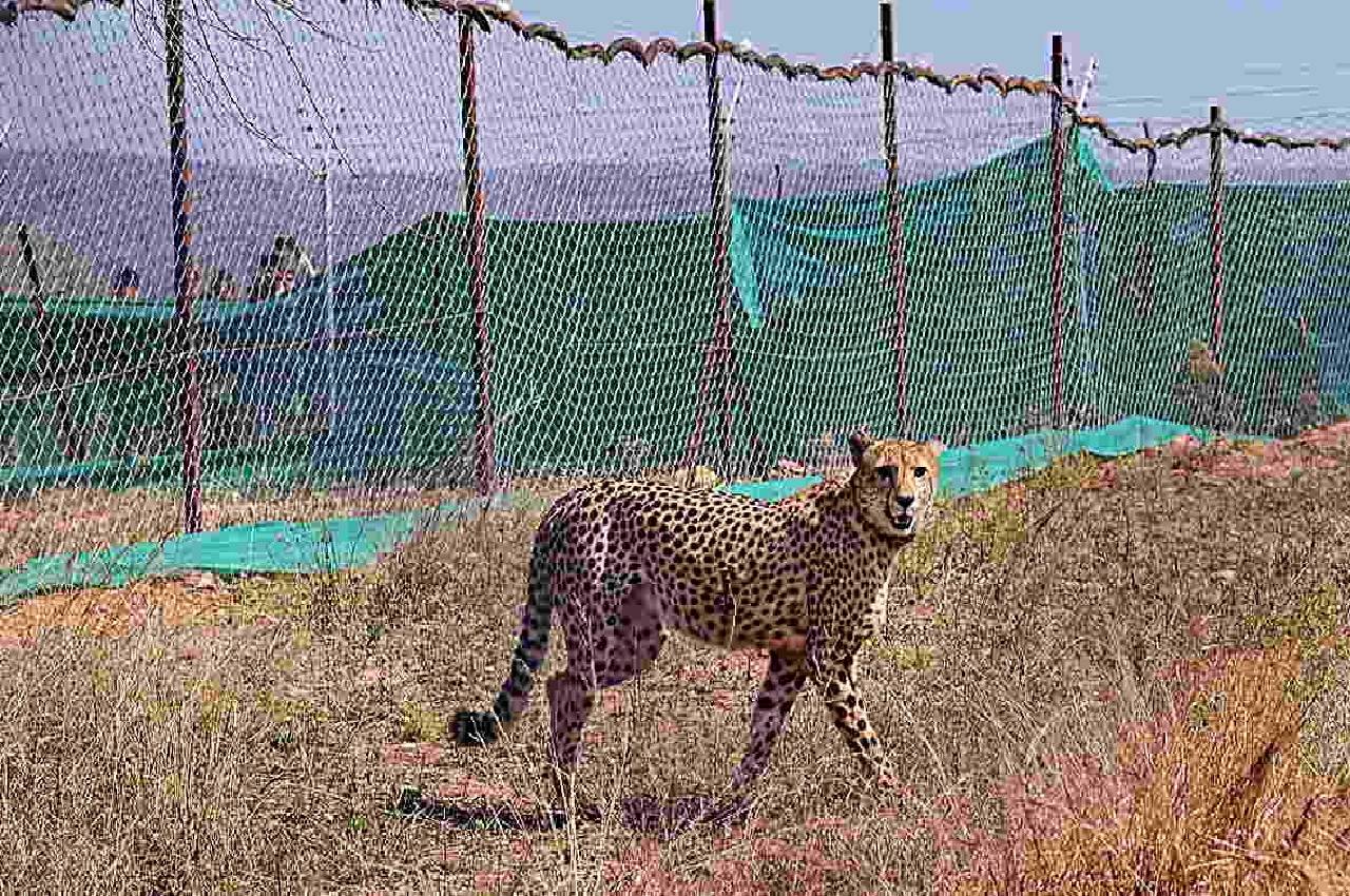 Kuno Cheetah Project