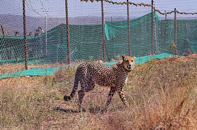 Kuno National Park tejas leopard died