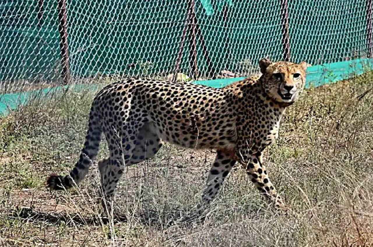 कूनो में चीते की मौत से जुड़ी बड़ी खबर, इस सदमें से रिकवर नहीं कर पाया 'तेजस'