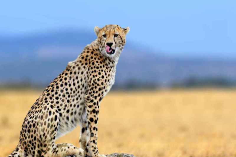 MP News, Cheetahs shifted to enclosure