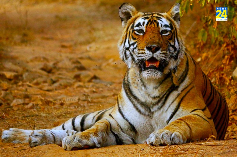 Tiger State Madhya Pradesh