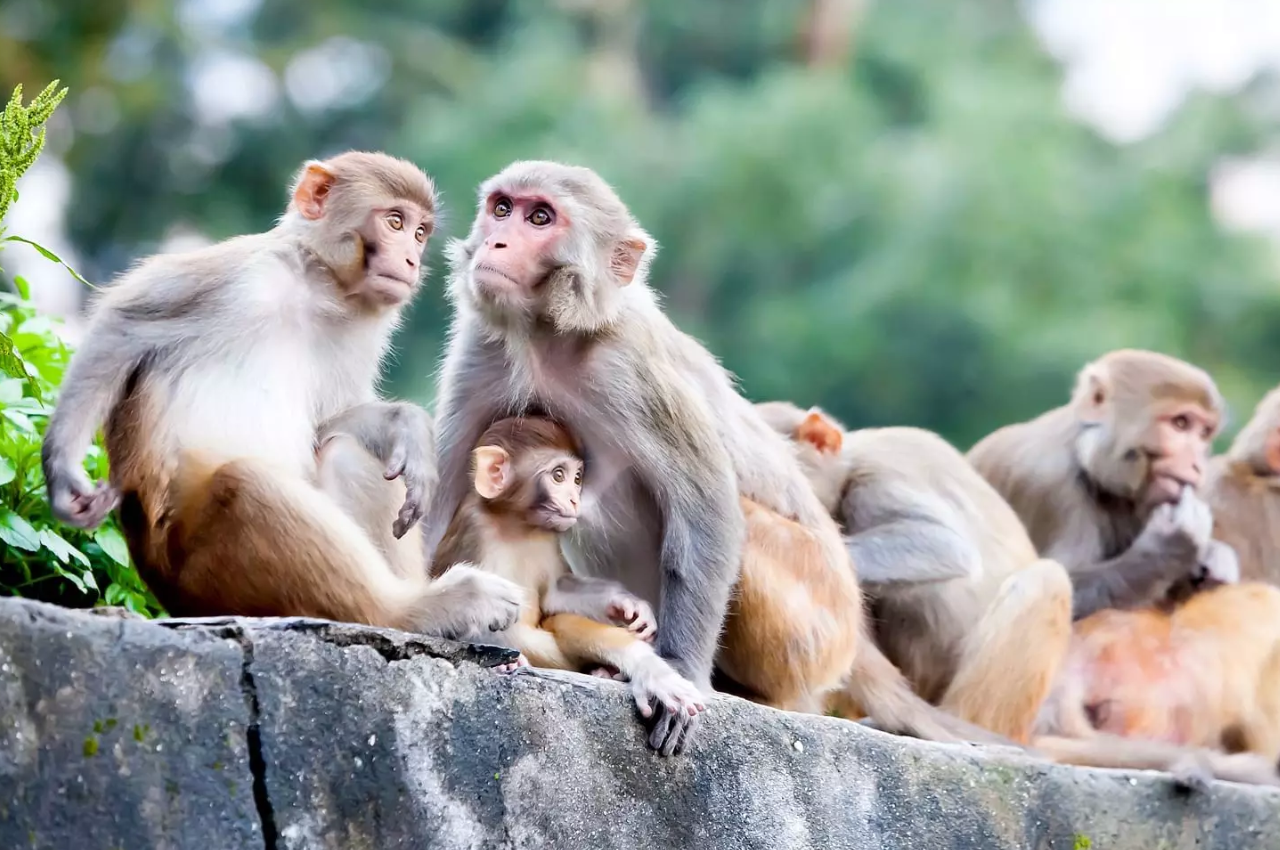 परिजनों का दावा है कि बंदरों ने उनकी बेटी को हैवान से बचा लिया। फाइल फोटो