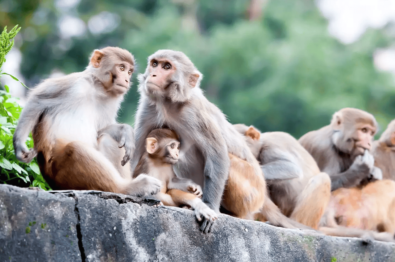 Karachi Zoo: पाकिस्तान की कोर्ट में क्यों पेश किए गए 14 बंदर?