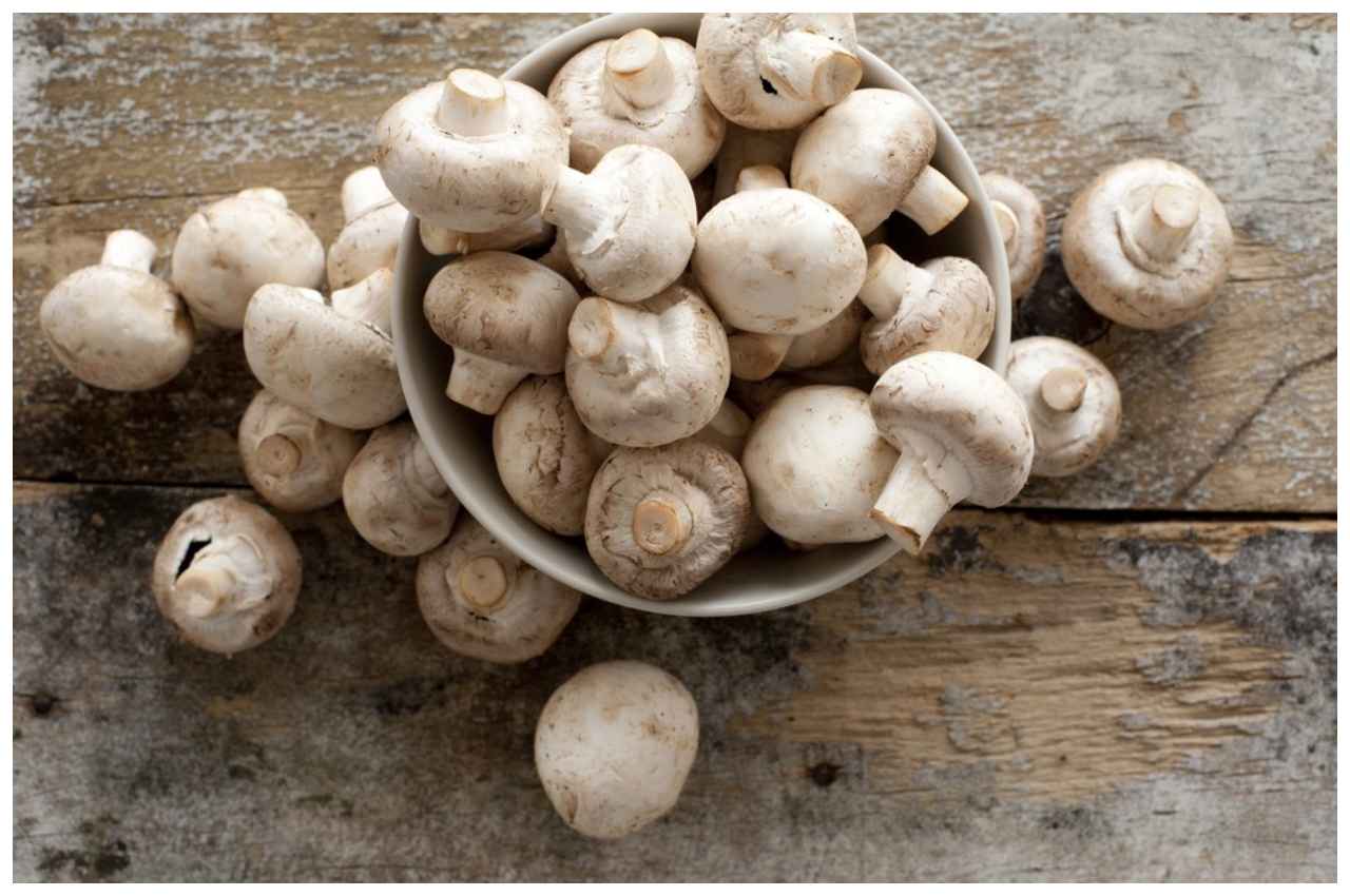 Mushroom For Weight Loss Mushroom For Weight Loss