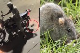 Man Kills Rat, Noida Man Kills Rat, Noida Viral Video, Trending Video