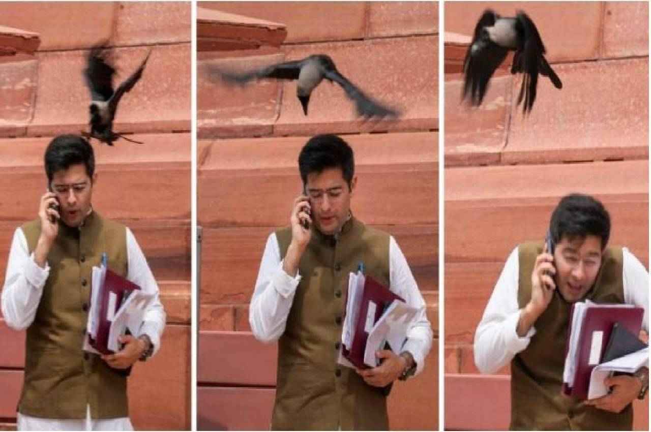 AAP के सांसद पर कौए का 'हमला': भाजपा बोली- झूठ बोले कौवा काटे; राघव चड्ढा का पलटवार- हंस चुगेगा दाना...