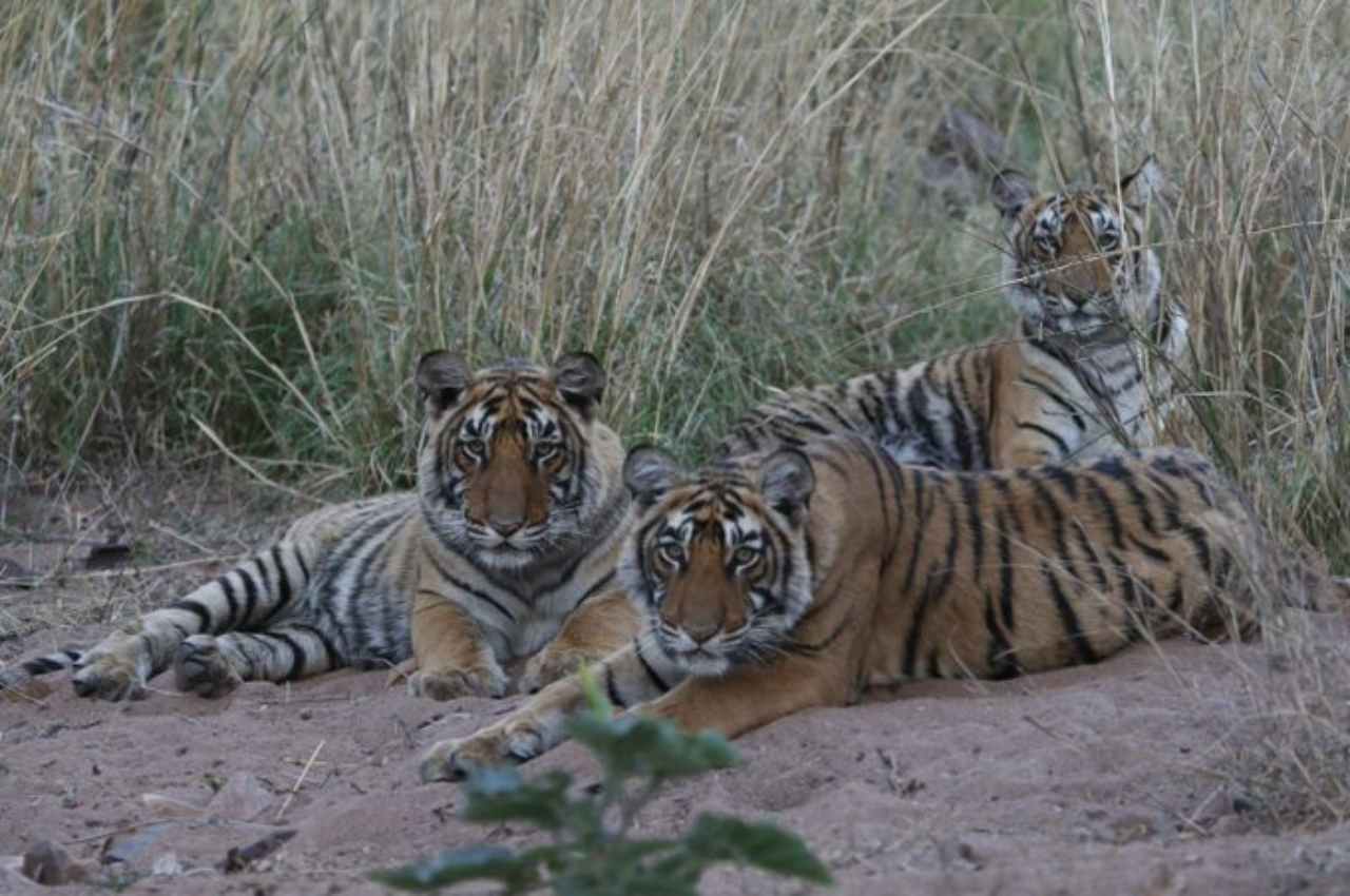 Rajasthan News, International Tiger Day Cm announce name of cubbs