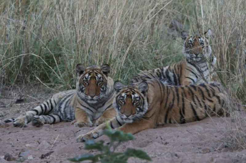 Rajasthan News, International Tiger Day Cm announce name of cubbs