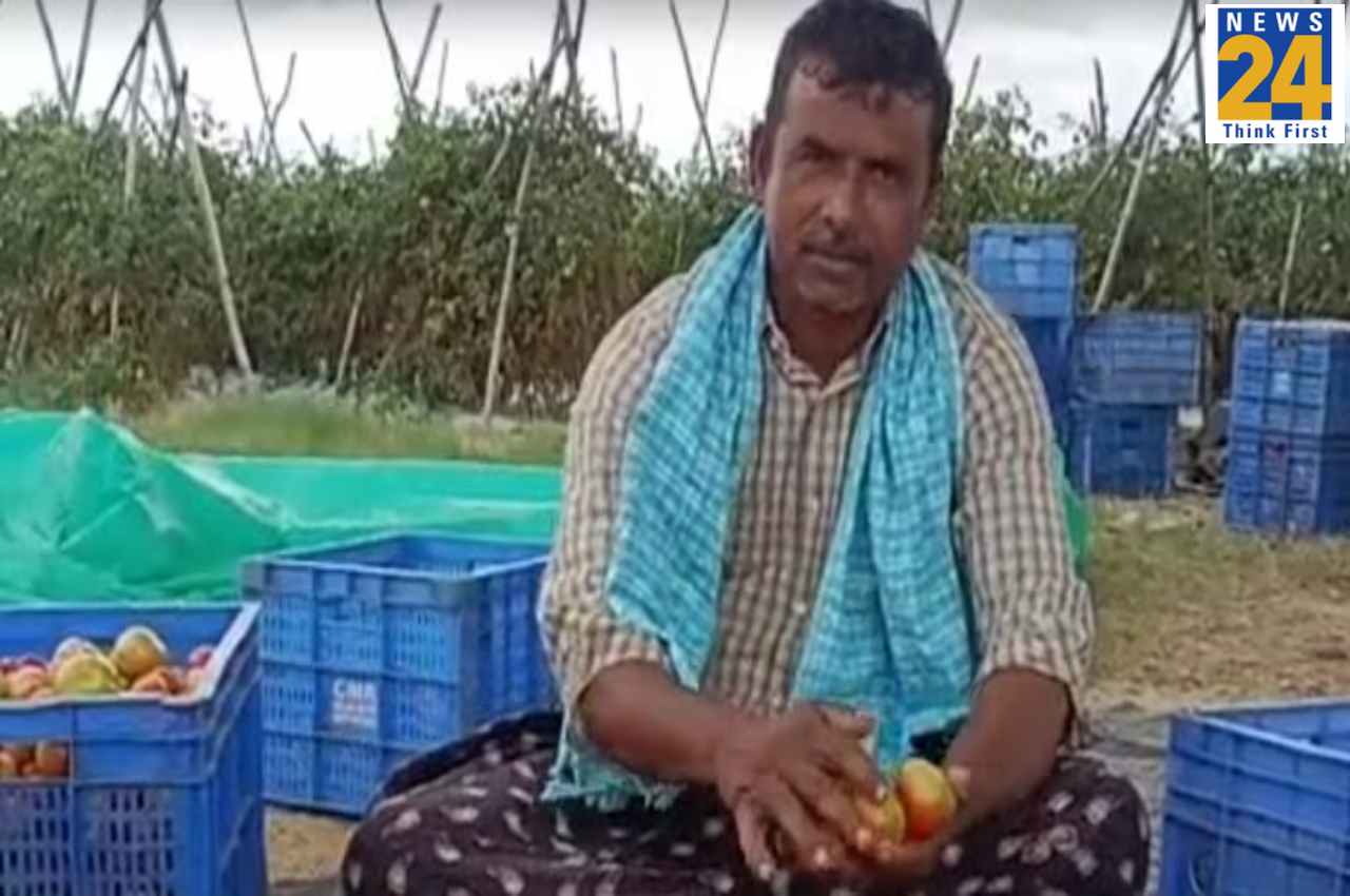 Tomato Price, Andhra Farmer became milleniare