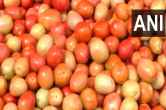 Bengaluru tomato robbery, Karnataka tomatoes truck stolen, tomato truck robbing, Bengaluru news, tomato prices in Bengaluru, tomato prices update