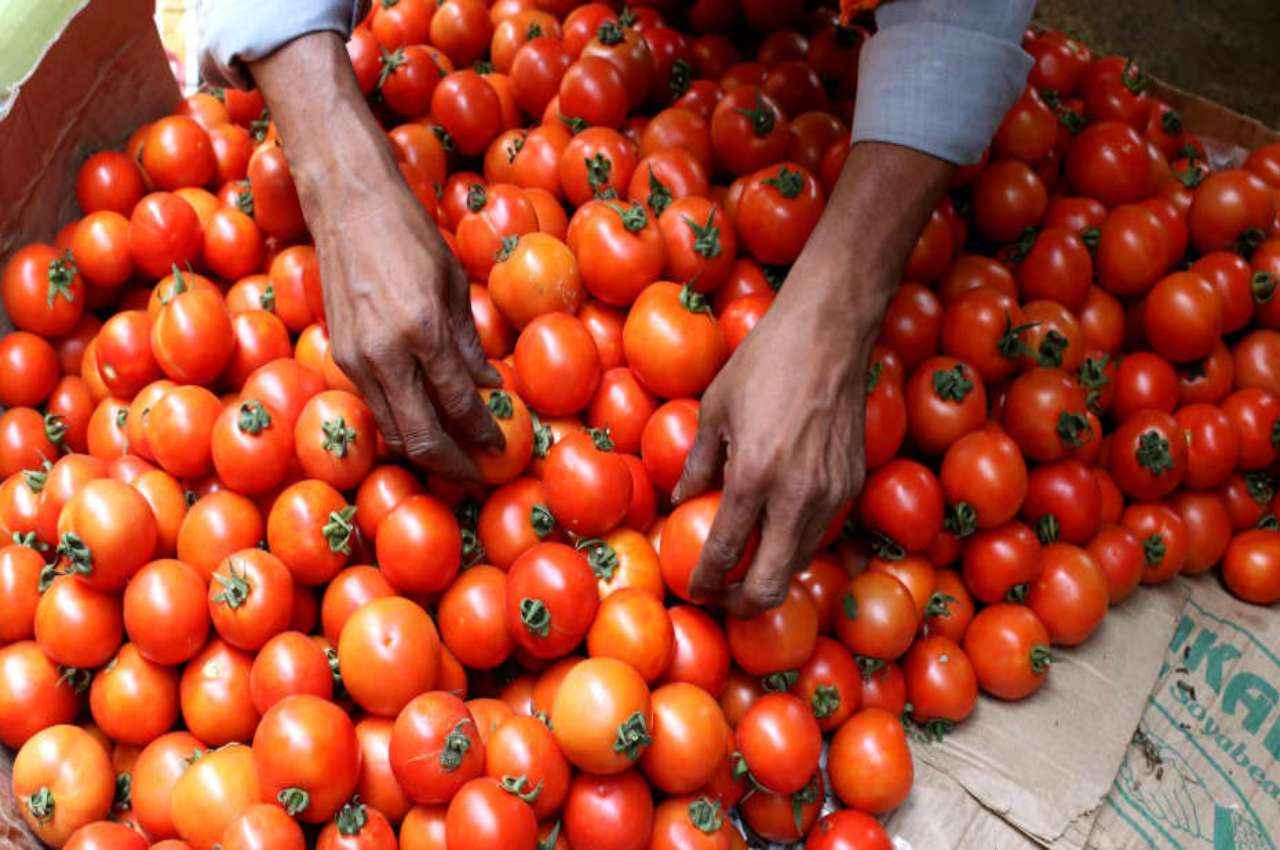 Tomato Price Update: दिल्ली-एनसीआर में और सस्ता हुआ टमाटर, जानें सब्जियों के 'लाल' की कीमत