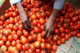 Tomato Update, Tomatoes, Fatehpur News, Akhilesh Yadav, Tomato Price, Tomato Price Update, Up News