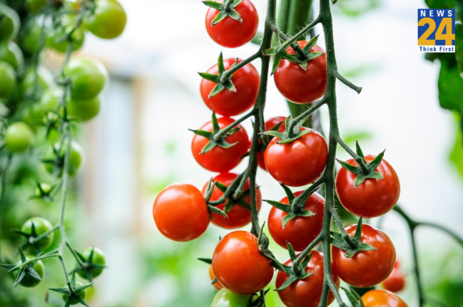cheapest tomato, Tomato Price, tomato sauce price