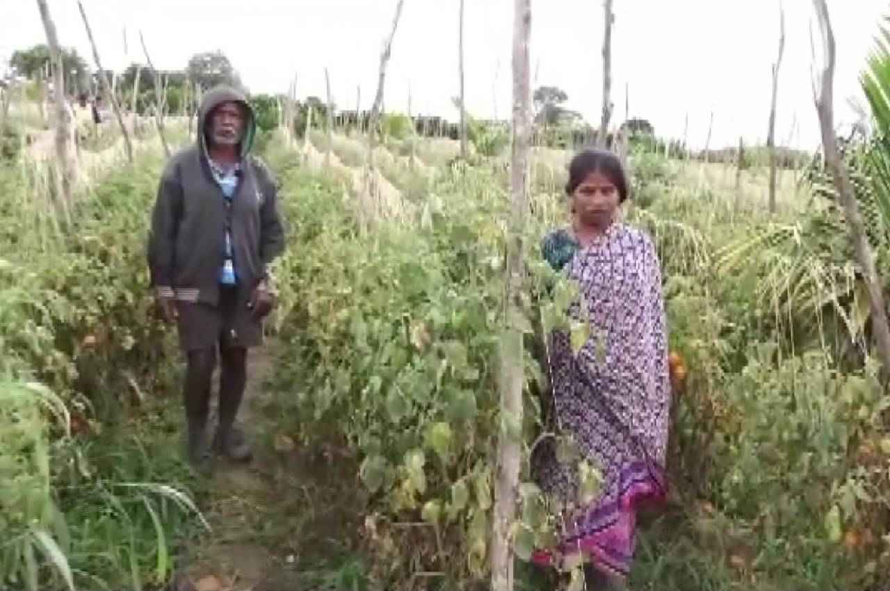 कर्नाटक में खेत से चुरा ले गए 2.5 लाख के टमाटर, महिला किसान बोली- कर्ज लेकर की थी खेती, अब क्या करूं?