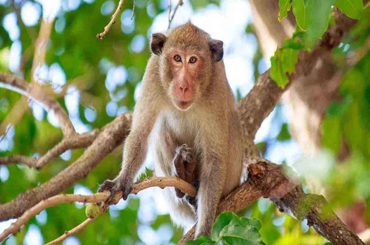 Viral News: रामपुर में नोटों से भरा बैग लेकर पेड़ पर चढ़ा बंदर; फिर जो हुआ वो हैरान कर देगा