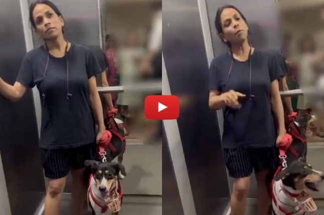 Viral Video, Dog Video, Noida Viral Video, Noida News, UP News Viral Video, Dog Video, Noida Viral Video, Noida News, UP News