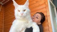 World biggest cat, cat open door himself, Kefir cat, trending news, viral news, Russian big cat, shocking news