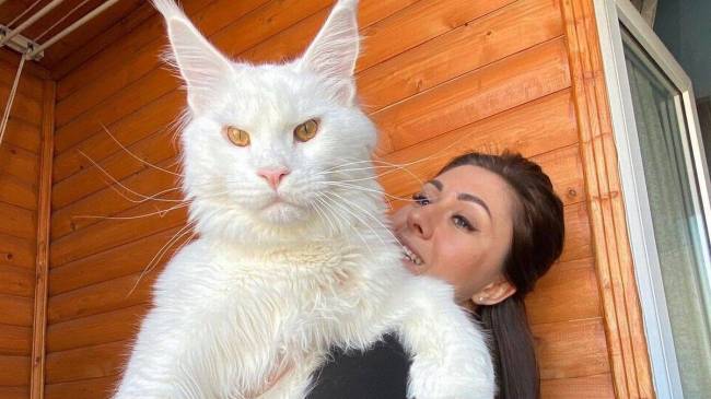 World biggest cat, cat open door himself, Kefir cat, trending news, viral news, Russian big cat, shocking news