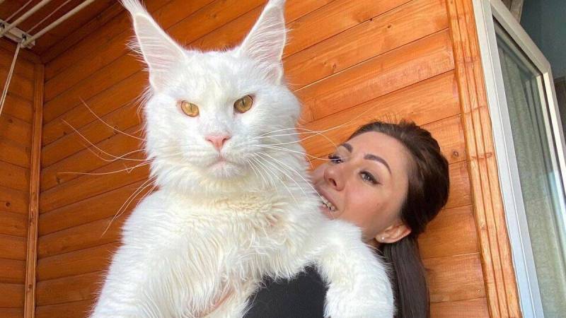 World biggest cat, cat open door himself, Kefir cat, trending news, viral news, Russian big cat, shocking news