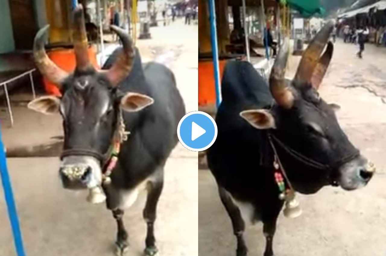 Viral Video: क्या कभी देखा है तीन आंख और तीन सींग वाला बैल? वीडियो देख उड़ जाएंगे होश