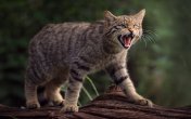 Cat killls Child, Badaun News, Wild Cat, UP News, Viral News