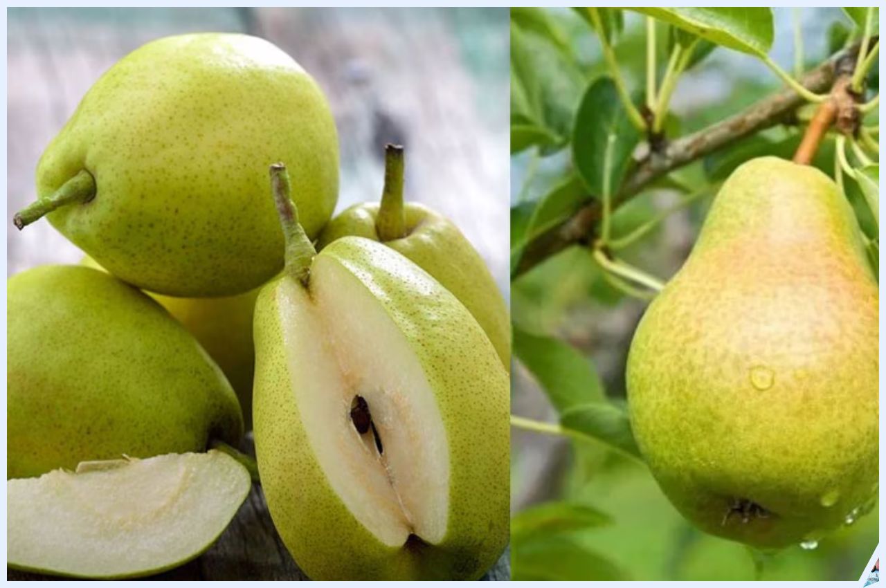 Pear Fruit Benefits