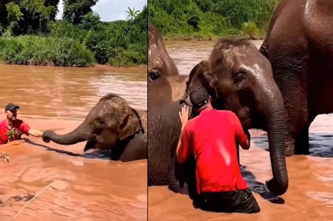 Viral Video: पानी में फंसे मालिक को बचाने पहुंचा हाथी, यूं हाथ पकड़ खींचा