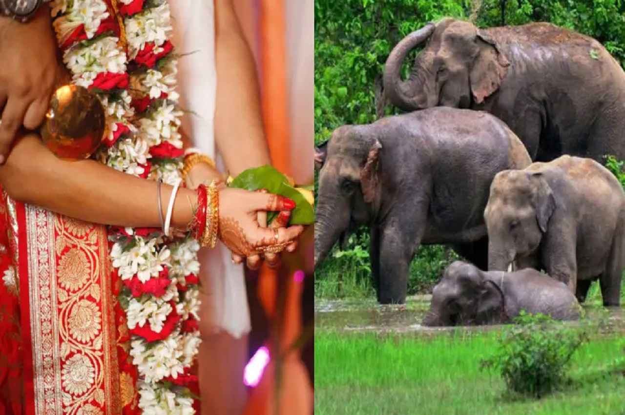 elephant video elephant video