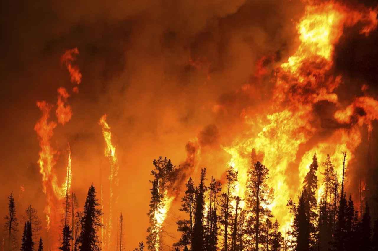 fire in jungle Science news, science news hindi