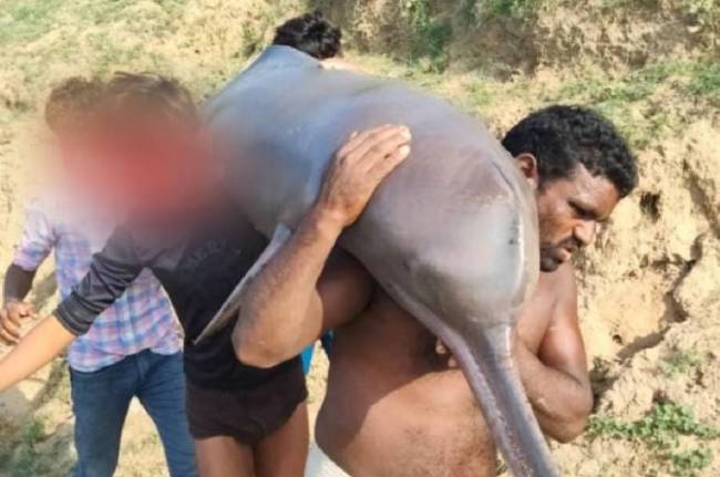 dolphin eat case, uttar pradesh news, kaushambi news, gangetic dolphin, up police, national aquatic animal, fishermen, up news dolphin eat case, uttar pradesh news, kaushambi news, gangetic dolphin, up police, national aquatic animal, fishermen, up news