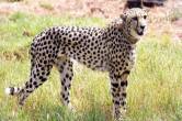 kuno Cheetah