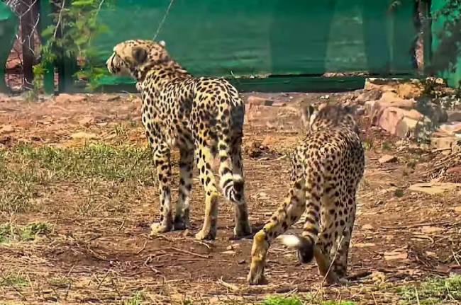 kuno Cheetah Project kuno Cheetah Project