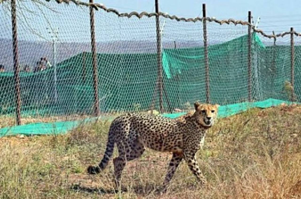kuno cheetah